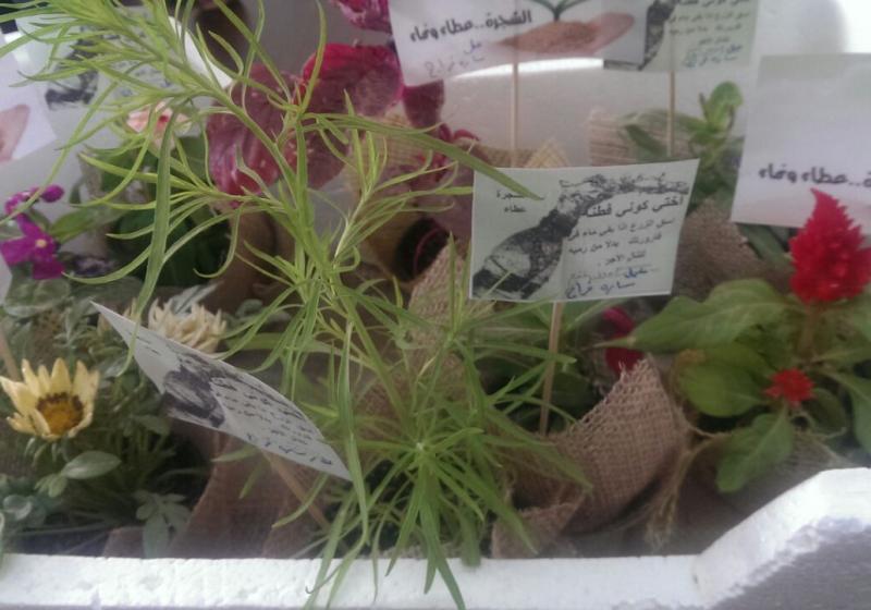 أسبوع الشجرة بكلية التربية شطر الطالبات